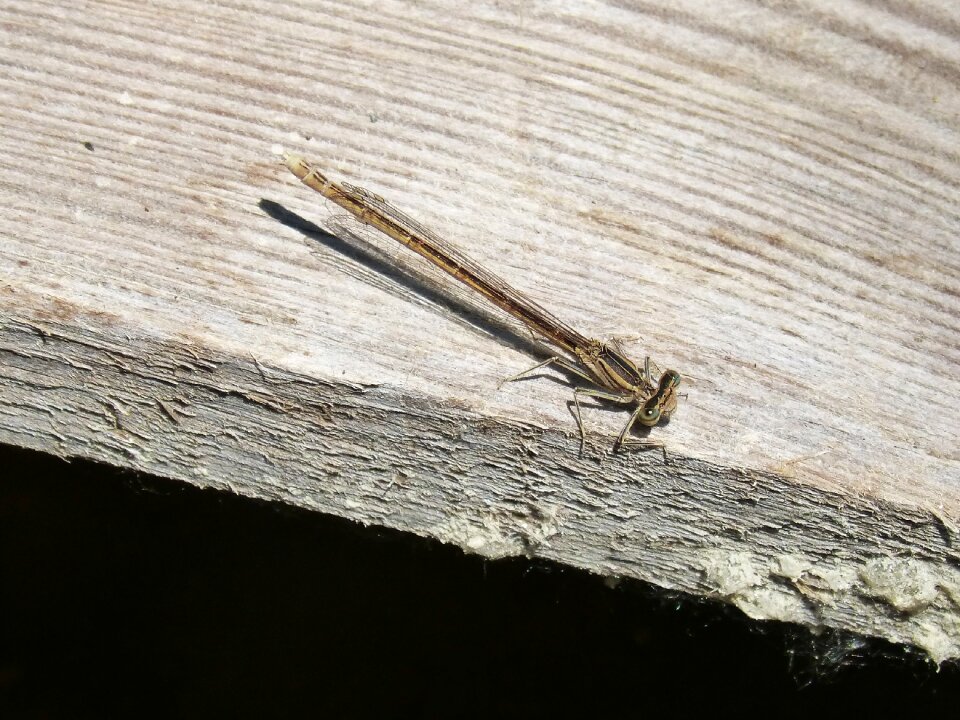Wood flying insect summer