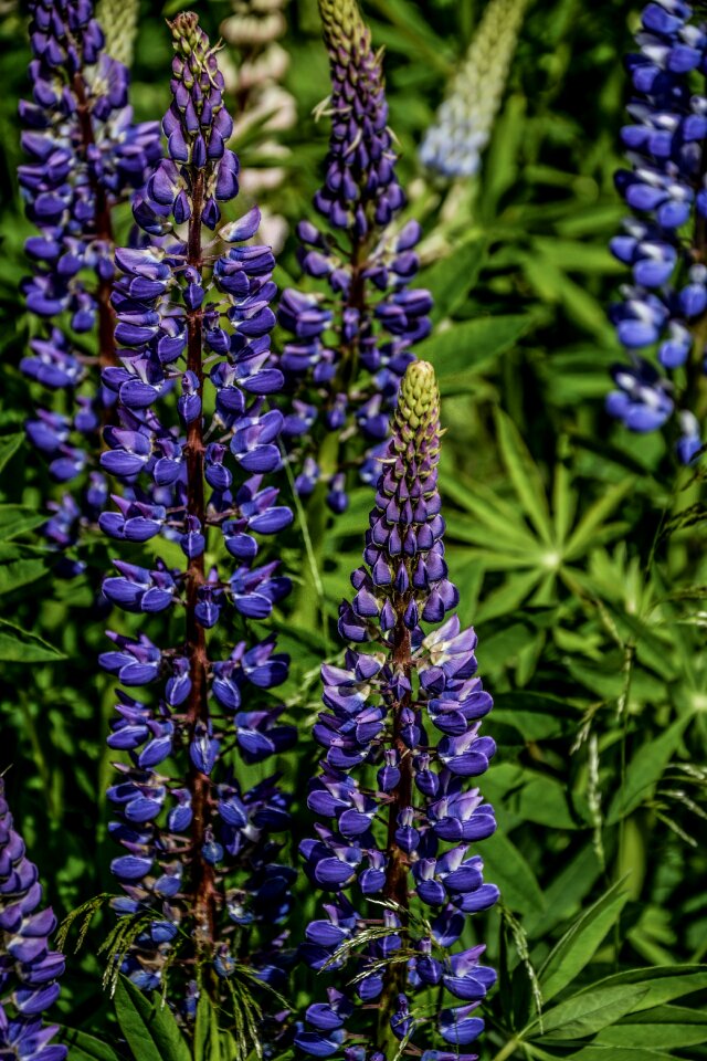 Nature purple wild