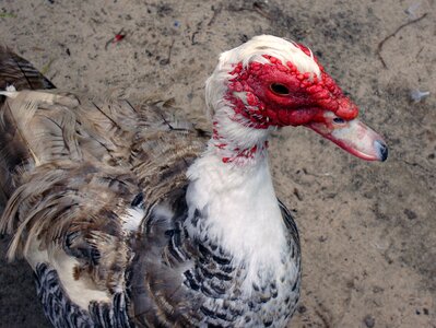 Muscovy cairina moschata photo