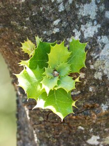 Carrasca tender leaves sprout
