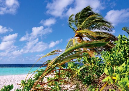 Maldives palm sea photo