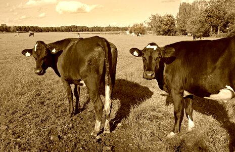 Animal mammal meadow photo