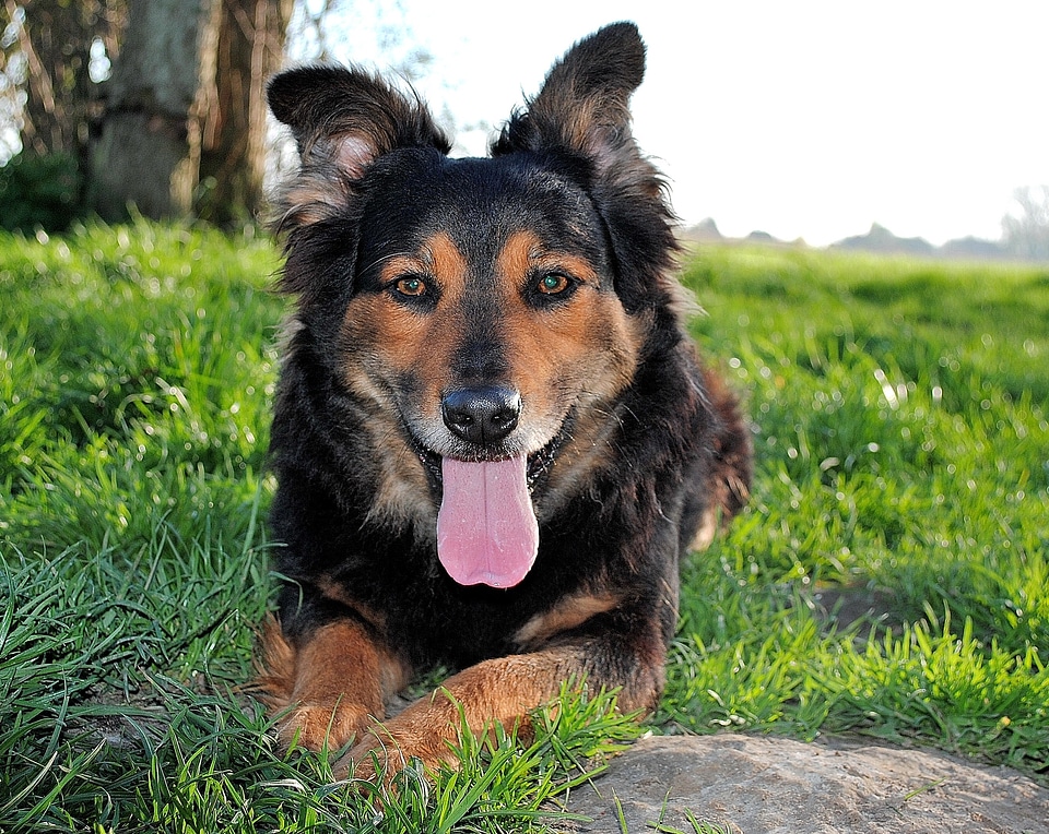 Portrait face snout