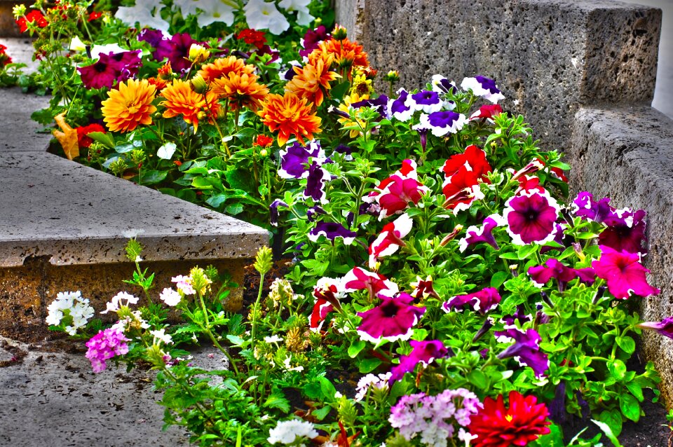 Nature spring flower garden