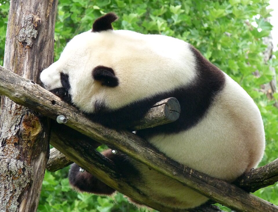 China wild animal bear