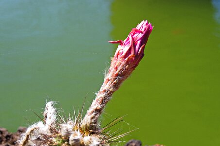 Thorns flower flower bud photo