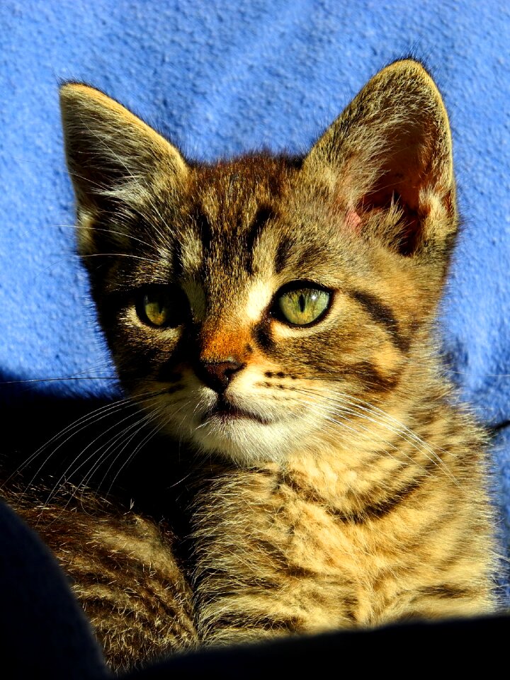 Pet kitty hairy