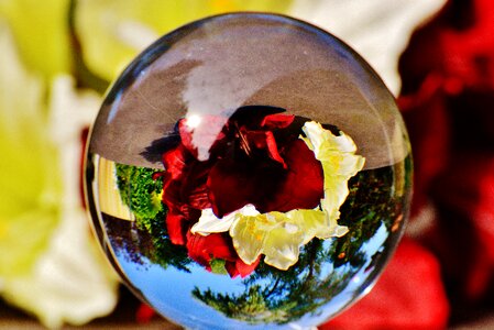 Flowers plant transparent