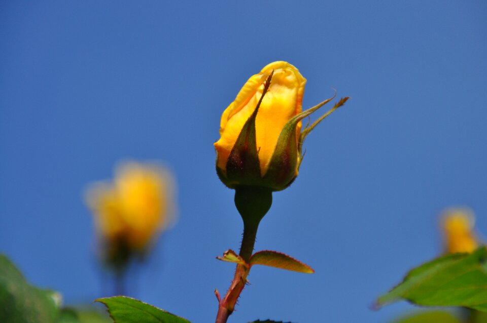 Close up rose bloom plant