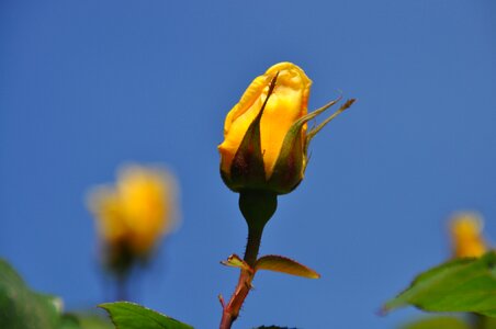 Close up rose bloom plant photo