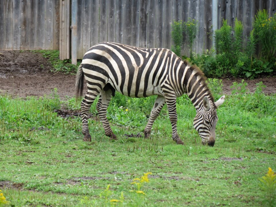 Zebra zoo african animals