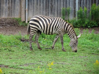 Zebra zoo african animals