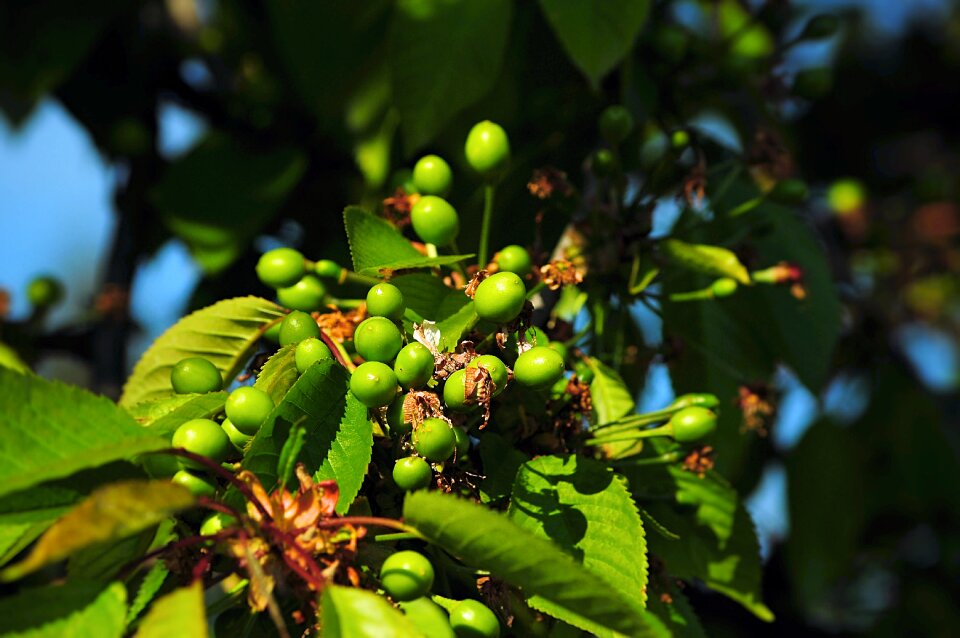 Cherry unripe green