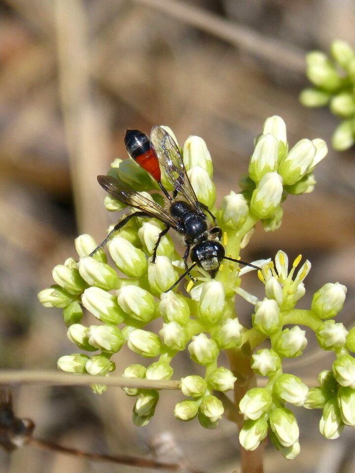 Wasp sting ammophila hirsuta