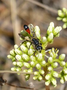 Wasp sting ammophila hirsuta
