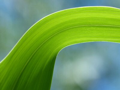 Translucent texture plant geometry