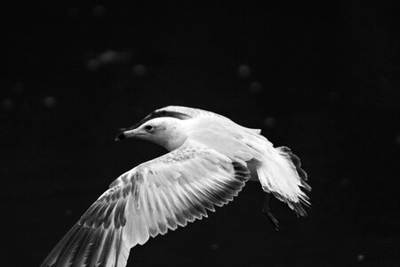 Animal wing flight