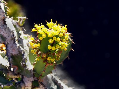 Yellow thorns quills photo