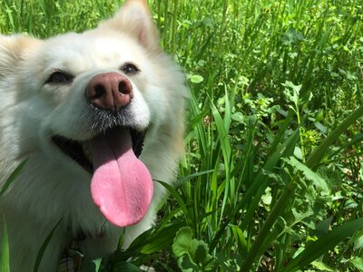 Pet cute animal