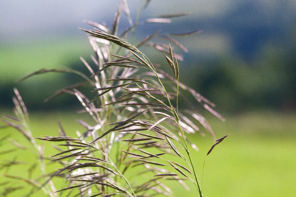 Close up halm meadow photo