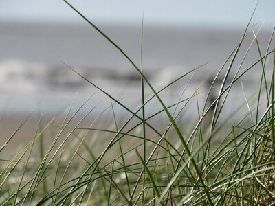 Grass dune seashores