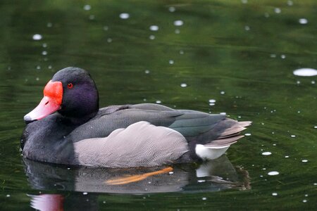 Diving duck male drake
