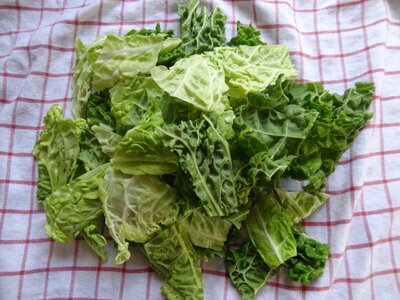 Eat kohl savoy cabbage photo