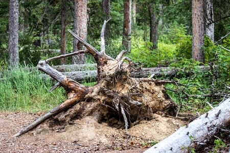 Clay branch dead photo