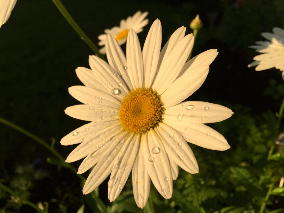 Flower daisies nature