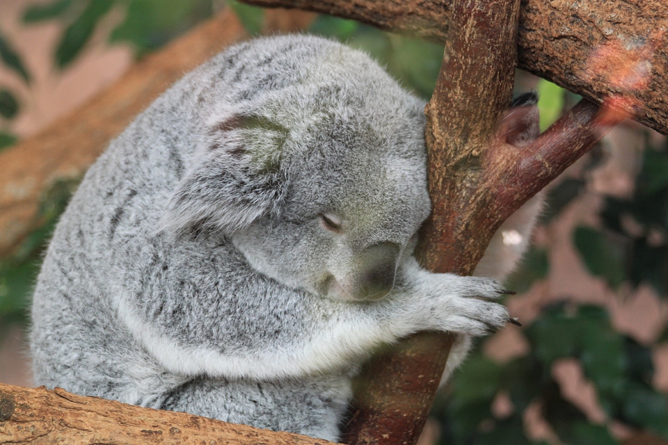 Animals sleep nap photo