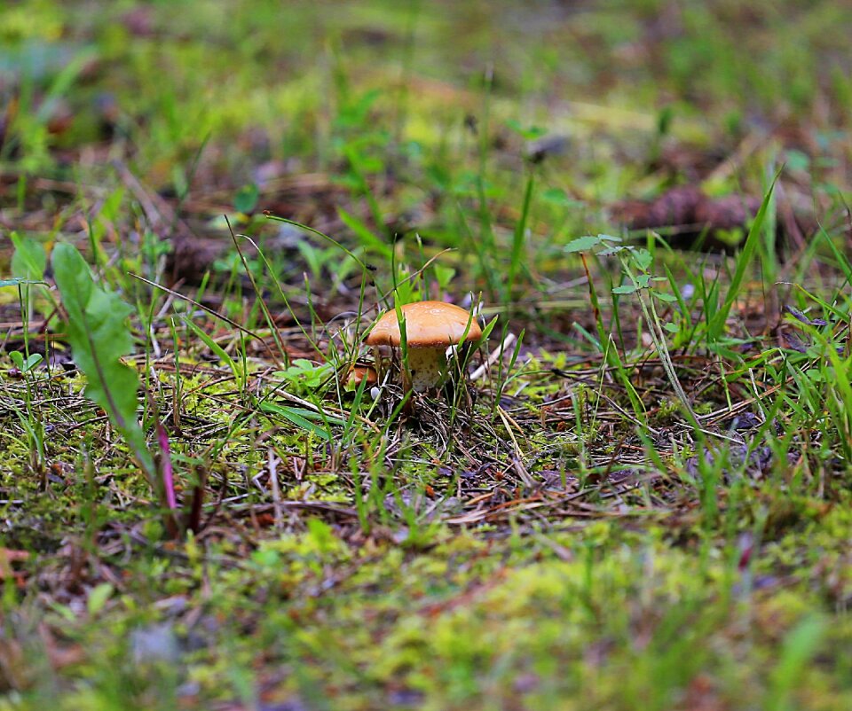 Edible mushroom search stroll