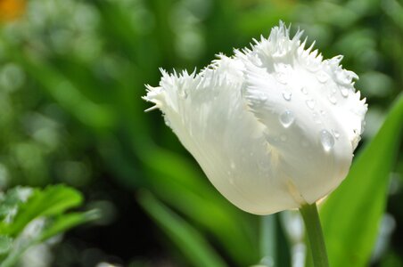 Nature flora flowers