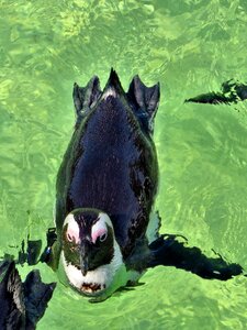 Penguin wild bird