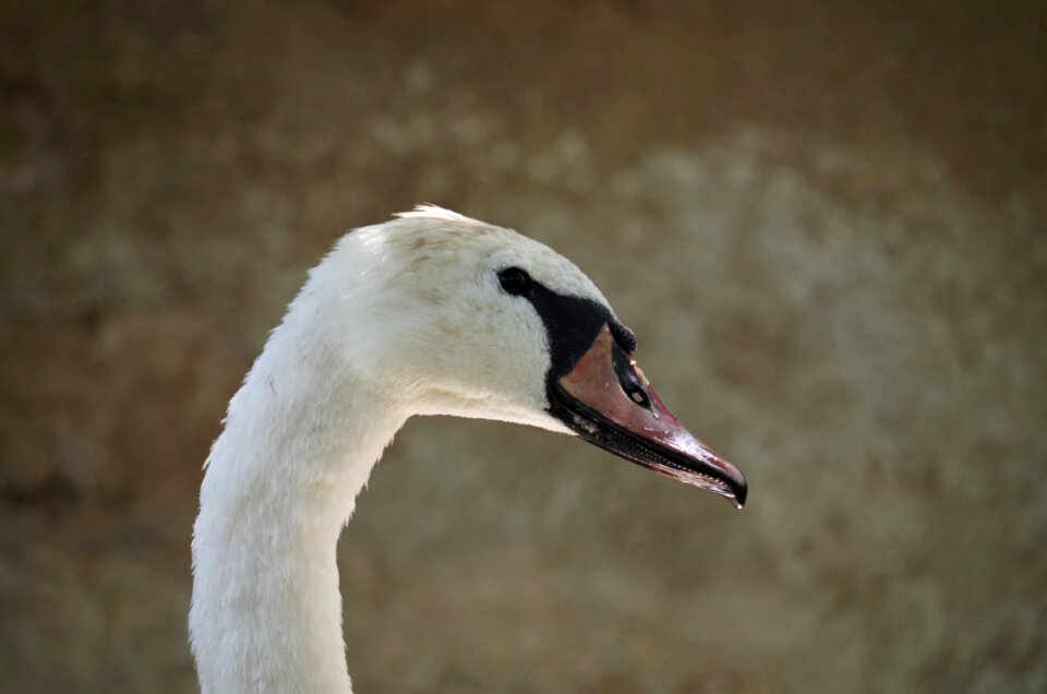 Aqueous feathers beak