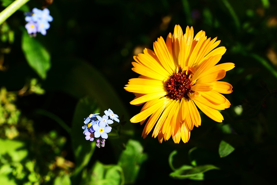 Annual border plant flower