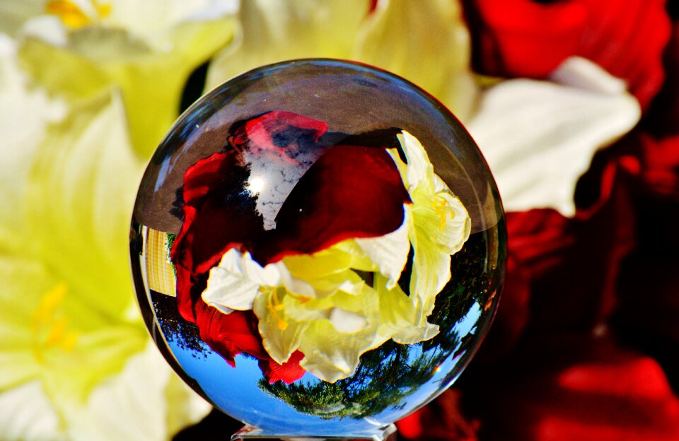 Flowers plant transparent