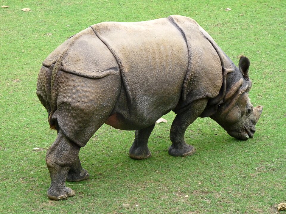 Zoo wild animal defenses