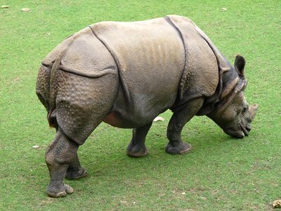 Zoo wild animal defenses