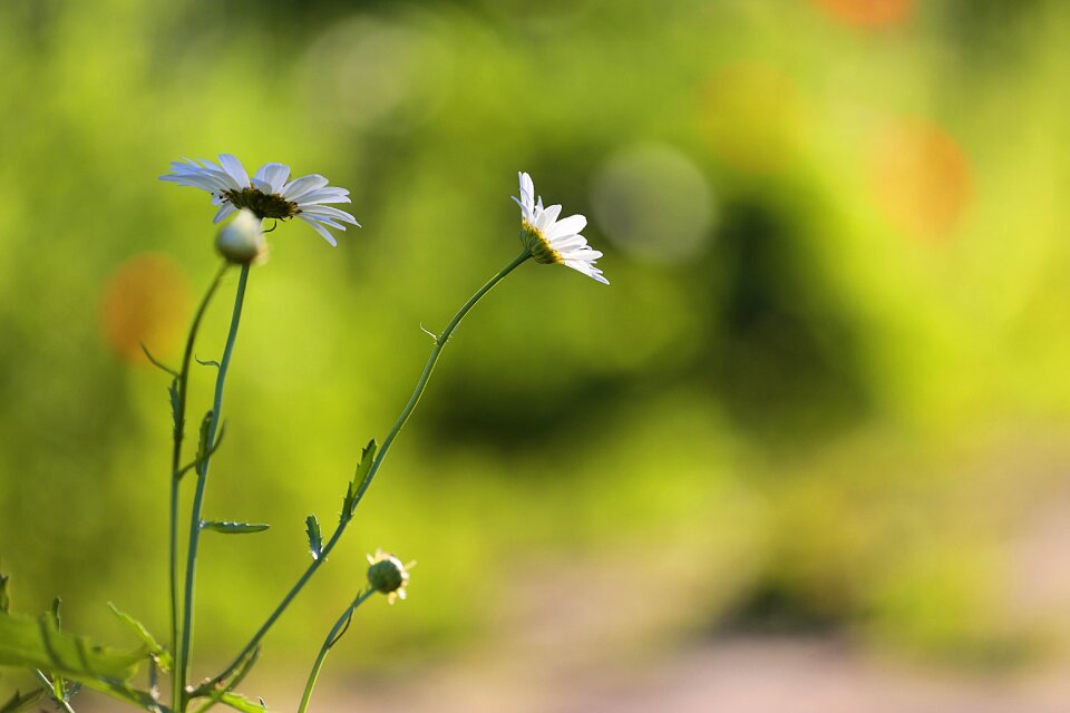 White summer closeup