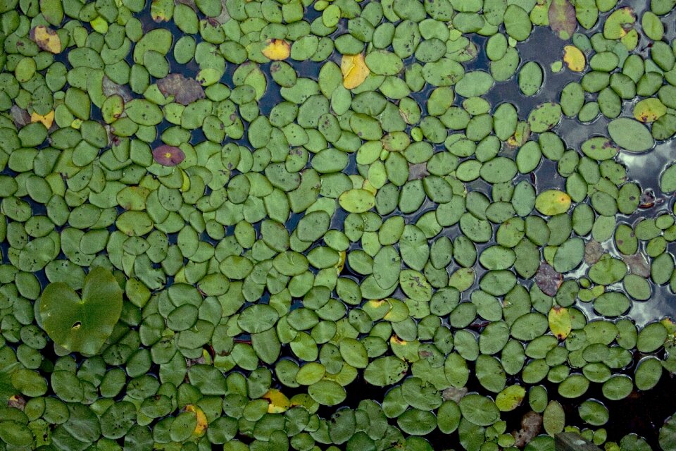 Natural aquatic flora