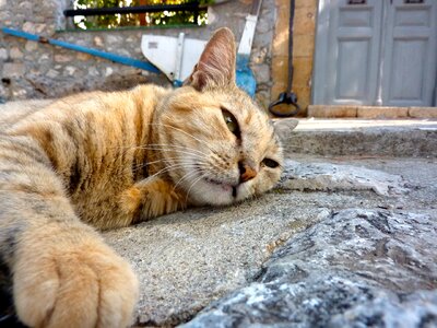 Sleep relax siesta