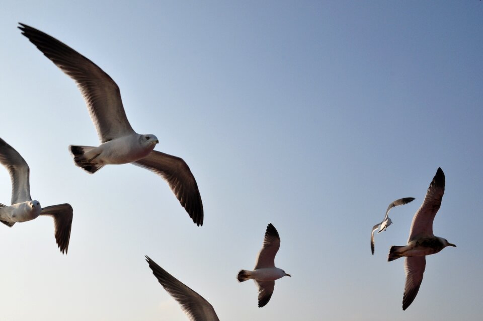 Wing new beach