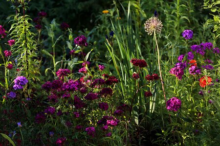 Nature summer bloom photo