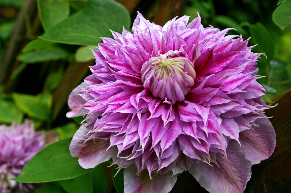 Pink ornamental plant beautiful