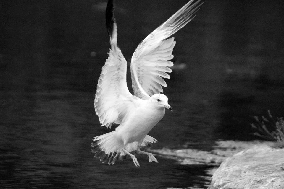 Animal wing flight