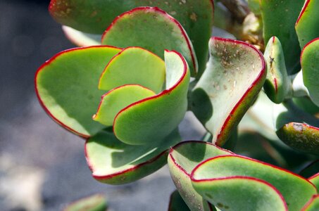 Color green red