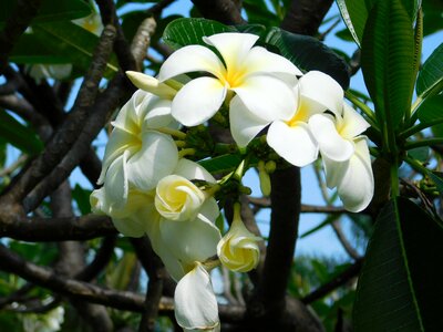 Shades white plants