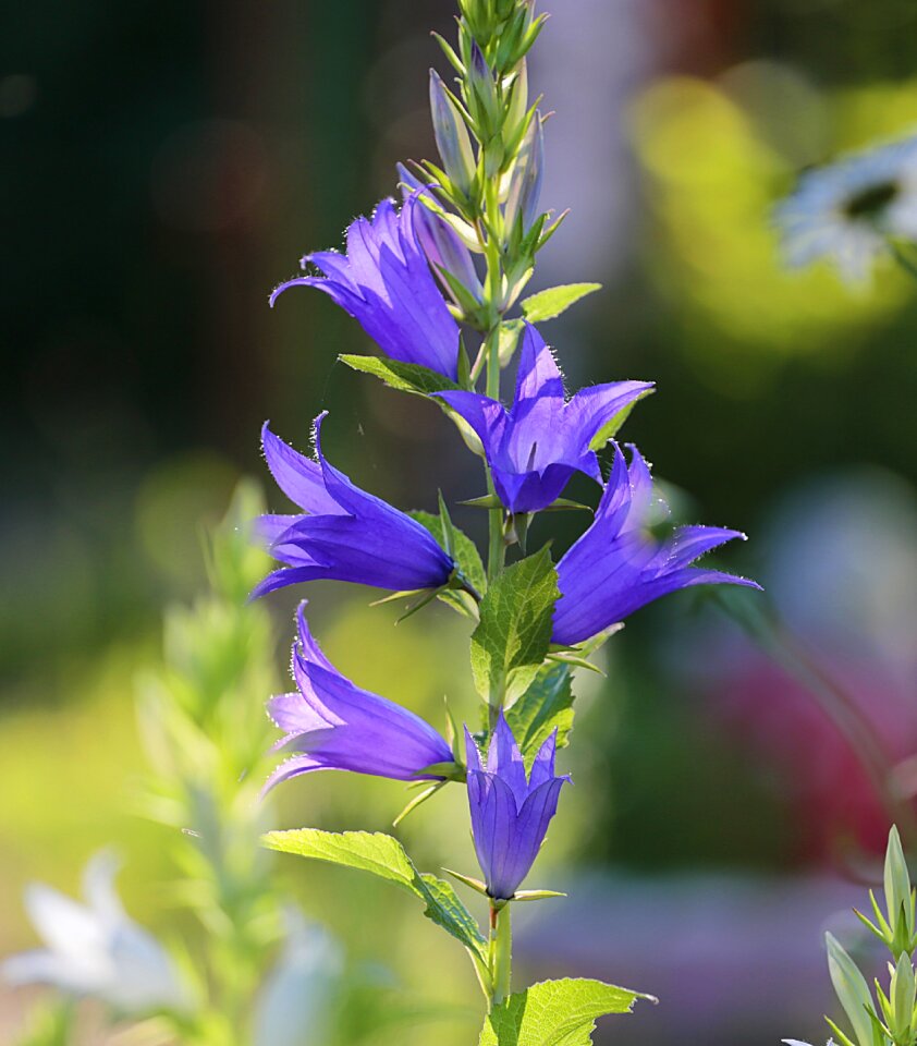Purple summer flowers of the field