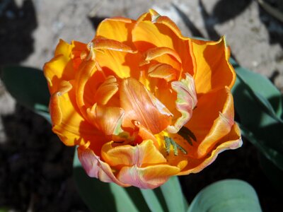 Orange bright blossom photo