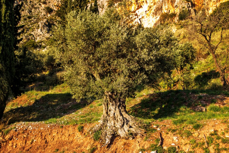 Nature wild healthy
